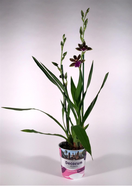 Zygopetalum Trozy Blue 2 tak (Decorum)