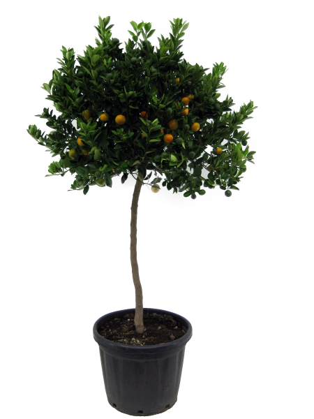 Citrus Calamondino