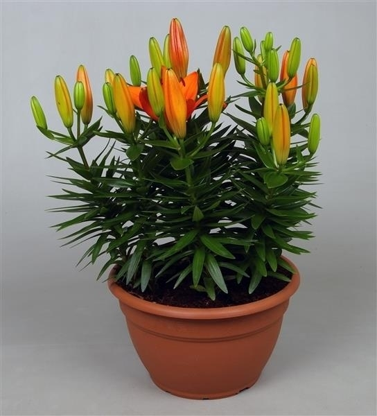 Lilium Az Matrix Oranje Schaal 9pp